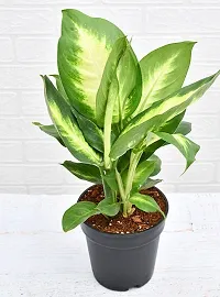 The Entacloo Dieffenbachia Plant Plants 256-thumb1