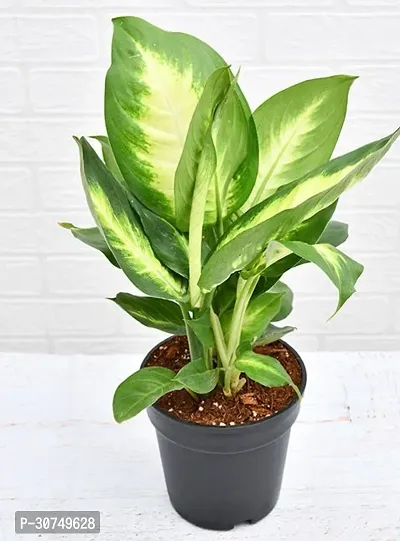 The Entacloo Dieffenbachia Plant Plants 256-thumb2