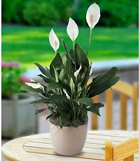 The Entacloo Lily Plant White Peace Lily Spathiphyllum Live Plant (Set Of 1)-thumb1