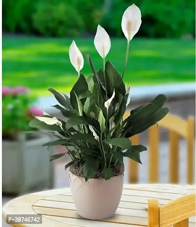 The Entacloo Lily Plant White Peace Lily Spathiphyllum Live Plant (Set Of 1)-thumb2