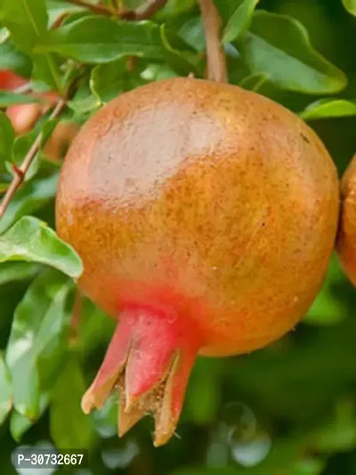 The Entacloo Pomegranate Plant Pomegranate Fruit Plants ccc-thumb2