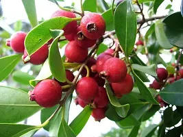 The Entacloo Guava Plant Red guava plant-5-thumb1