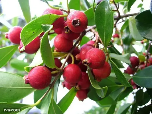 The Entacloo Guava Plant Red guava plant-5-thumb2