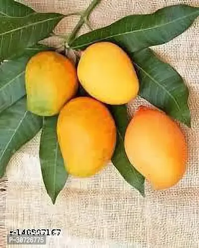 The Entacloo Mango Plant ALPHANSO MANGO PLAnts434-thumb0