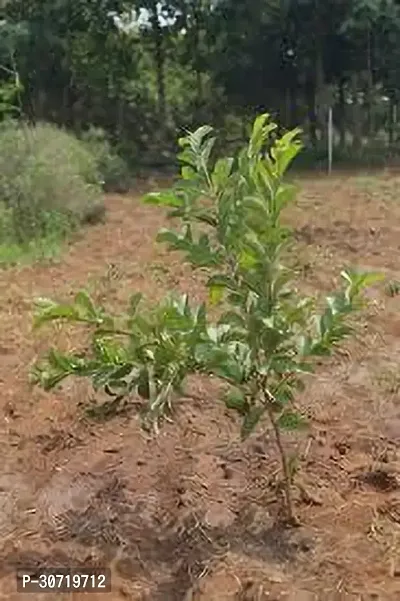 The Entacloo Guava Plant GUAVA PLANT NNJJII0-thumb2