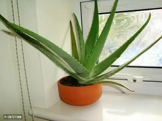 The Entacloo Aloe Vera Plant 1P111-thumb0