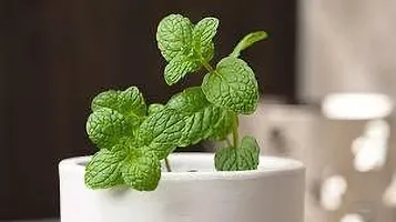 The Entacloo Mint Plant MINT PLANT TYPP-thumb1