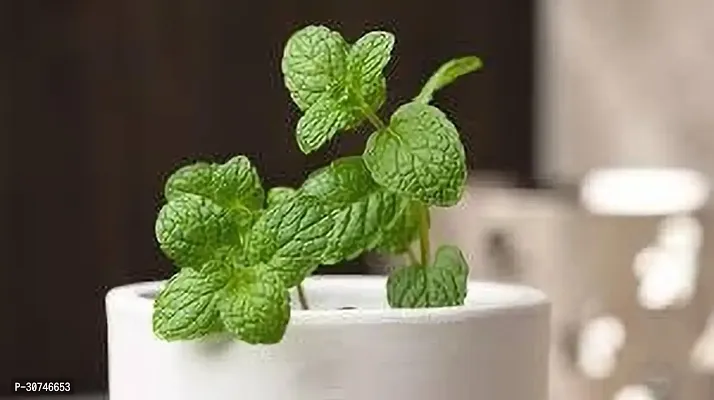 The Entacloo Mint Plant MINT PLANT TYPP-thumb2