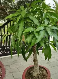 The Entacloo Mango Plant Hybrid Rare Thailand Variety Mango Live Plant. Thai banana Shaped mango.-thumb1