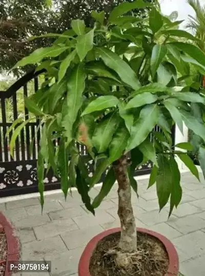 The Entacloo Mango Plant Hybrid Rare Thailand Variety Mango Live Plant. Thai banana Shaped mango.-thumb2