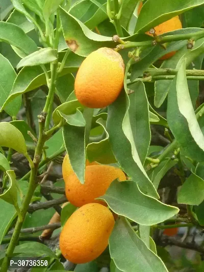 The Entacloo Orange Plant PLANT-ISRAELORANGE3-thumb2