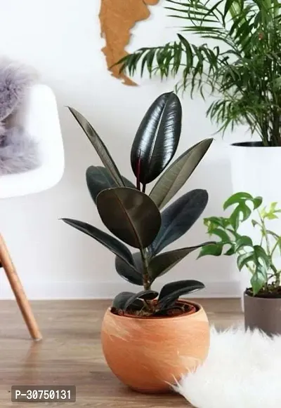 The Entacloo Rubber Tree Live Rubber Plant for Indoor Home DecorationAir Purification v67-thumb0