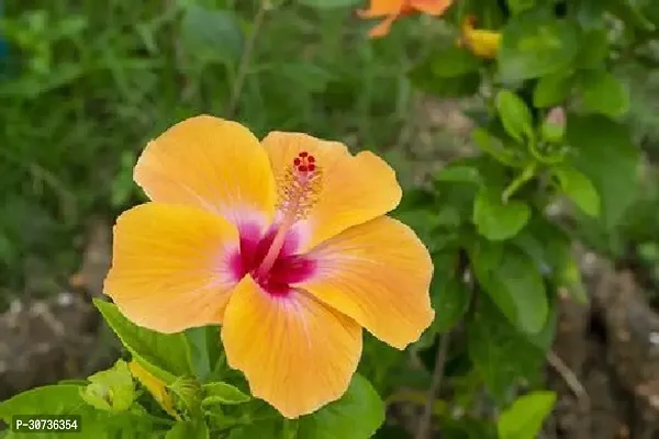 The Entacloo Hibiscus Plant Hibiscus Joba Yellow in Colour Live Plant Disha-2901-thumb0