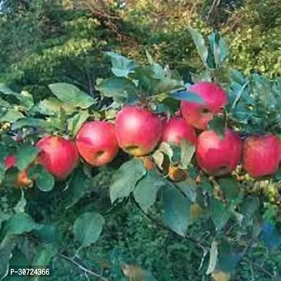 The Entacloo Apple Plant Cortland Apple Plant-thumb3