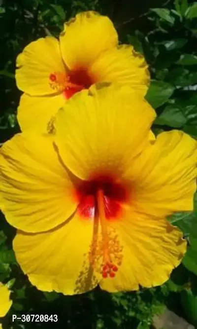 The Entacloo Hibiscus Plant Hibiscus rose plant (multicolour)-thumb2