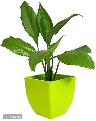 The Entacloo Peace Lily Plant LIVE PLANT Air Purifying Beautiful Peace Lily Indoor Plant Spathiphyllum Plant-thumb0