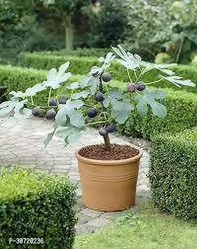 The Entacloo Fiddle Leaf Fig Plant EarthAngel-thumb2