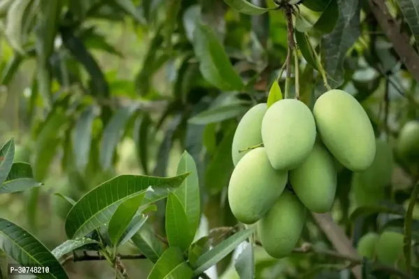 The Entacloo Mango Plant himsagar mango plant-thumb0