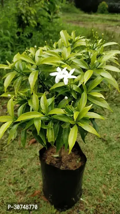 The Entacloo Night Bloom Jasmine Plant Night bloom Jasmine ( Tagar plant)-thumb2