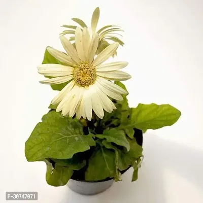 The Entacloo Gerbera Plant Gerbera (White)Plant-thumb0