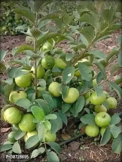 The Entacloo Guava Plant Thai Dwarf Variant Guava Live Plant.-thumb0