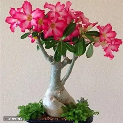 The Entacloo Adenium Plant adenium plant 4022-thumb0