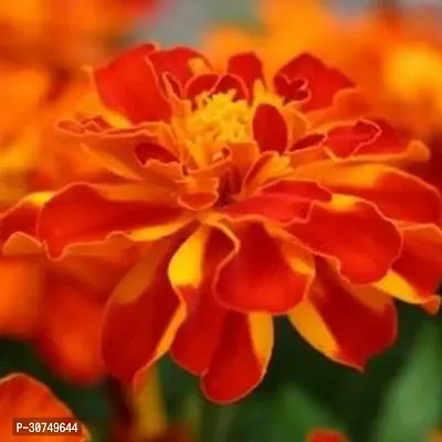 The Entacloo Marigold Plant Marigold Plant39-thumb0