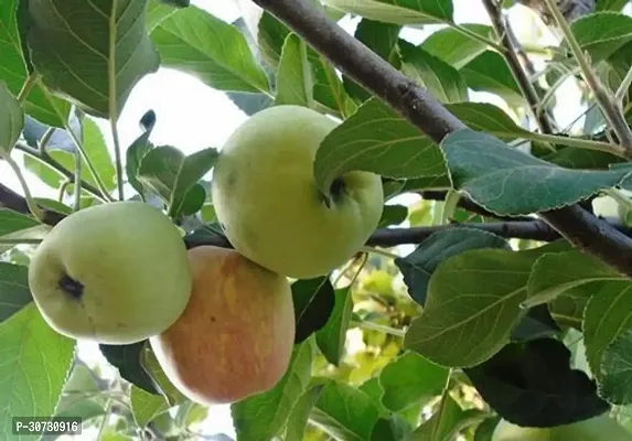 The Entacloo Apple Plant HRMN-99 GRAFTED APPLE PLANTLive Apple plant especially for Hot Climate Hot Weather-From Shimla-Himachal Pradesh (HRMN-99 Apple Plant)-thumb2