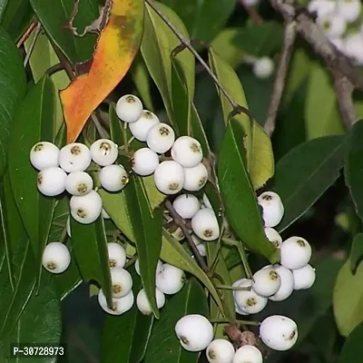 The Entacloo Cats Claw Plant Rare Hybrid Fruit Live Plant - Rare Delicious Fruit Syzygium zeylanicum Poocha PazhamCat Eye fruitFruit Plant ( 1 Healthy Live Plant)-thumb2