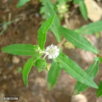 The Entacloo Bhringraj Plant Bhringraj Plant( white flower)-thumb0