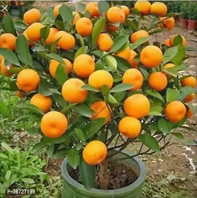 The Entacloo Orange Plant Orange Plant-thumb0