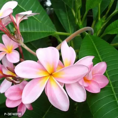 The Entacloo Plumeria Plant Plumeria Champa (Pink)Plant-thumb0