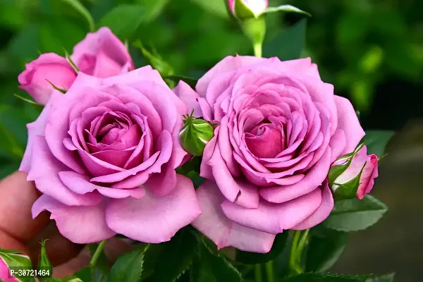 The Entacloo Rose Plant Pink Rose Plant CF80013-thumb0