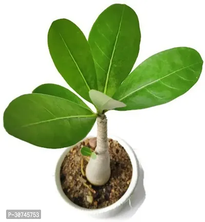 The Entacloo Adenium Plant Adeniujm Plant New1-thumb3