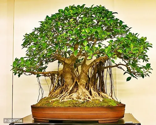 The Entacloo Ficus Bonsai Ficus Plants-thumb0