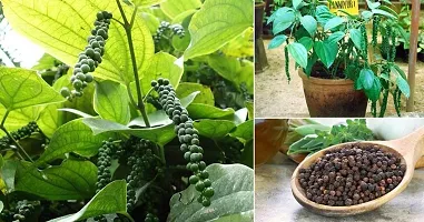 The Entacloo Pepper Plant VG BLACK PEPPERKALI MIRCH PLANT-thumb2