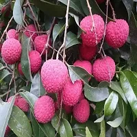 The Entacloo Litchi Plant Litchi Early Chaina 3 lichi Variety Lychee Fruit (Air layeredGrafted) Live PlantsTree(11.5 Ft Size)-thumb1