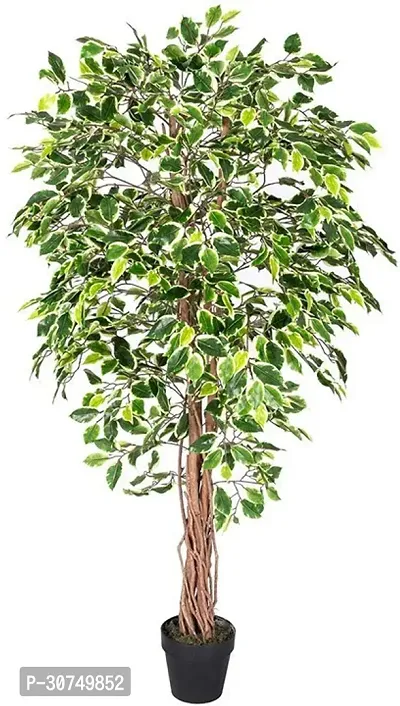 The Entacloo Ficus Plant Ezfic39-thumb0