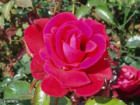 The Entacloo Rose Plant red rose66-thumb0