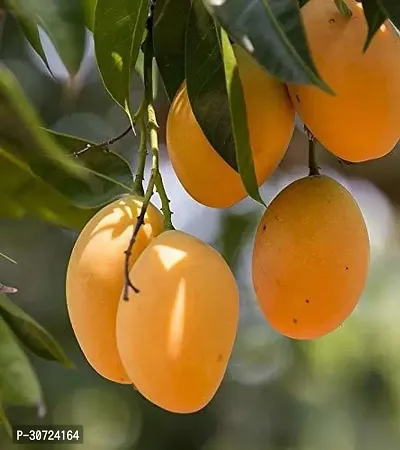 The Entacloo Mango Plant Live Alphonso Mango Plant Fruit plant (4 Plants in Poly Bag)-thumb0