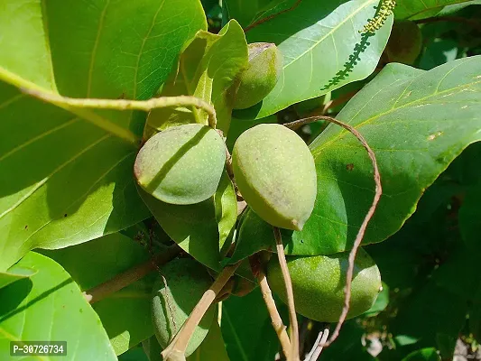 The Entacloo Almond Plant Almond tree (Badam)-thumb0