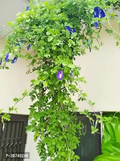 The Entacloo Aparajita Butterfly Pea Plant butterfly pea Aparajita Plant With Black nursery Pot 008-thumb0