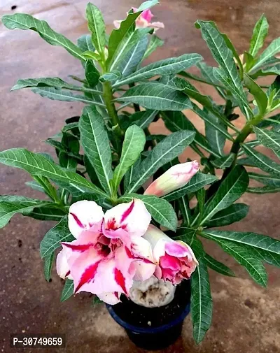 The Entacloo Adenium Plant Adeniyam Flower Plant (A5)-thumb0