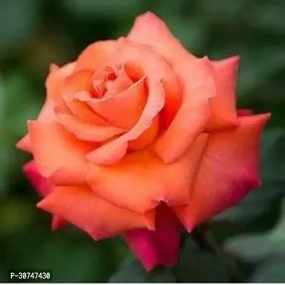 The Entacloo Rose Plant Orange Rose Plant-thumb0