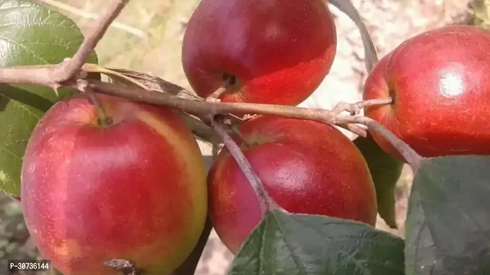 The Entacloo Ber Apple Plant Kashmiri Red Apple Ber Plant-thumb0