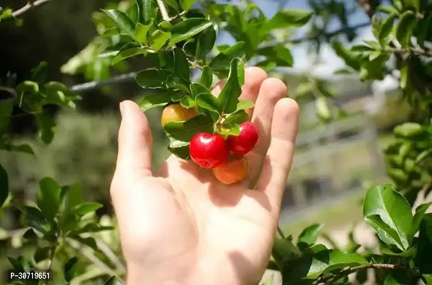 The Entacloo Cherry Fruit Plant CUC1-thumb0