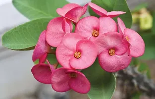 The Entacloo Euphorbia Plant Euphorbia Mili Flower ( deep red )-thumb1