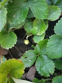 The Entacloo Strawberry Plant Strawberry Plant-thumb1