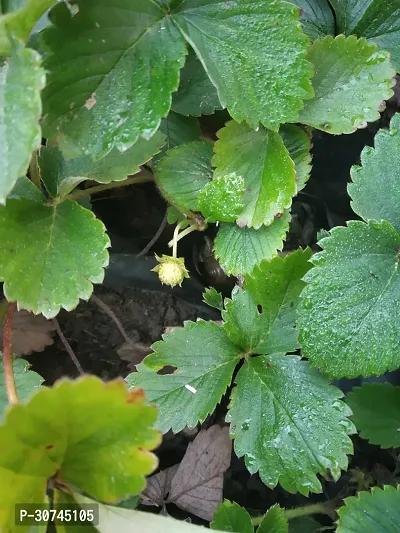 The Entacloo Strawberry Plant Strawberry Plant-thumb2