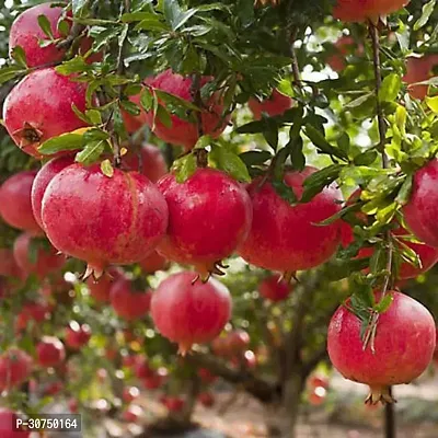 The Entacloo Pomegranate Plant Ganesh PomegranateAnar Tasty Fruit Plant-thumb0